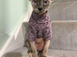 Canadian Sphynx adult