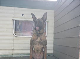 Fully trained family  female Belgian Mali