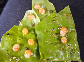 15 live feeder snails for reptiles and amphinians