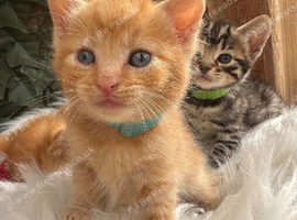 FULL GINGER KITTENS AND GREY TABBY KITTENS TO RESERVE