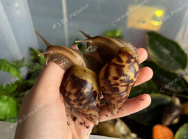 two beautiful Lissachatina fulica
