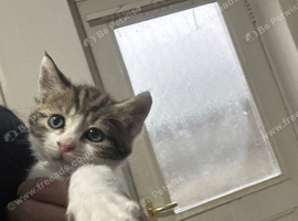 1 boy kitten last one