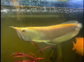 Albino Silver Arowana