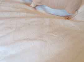Skinny pig boys for sale