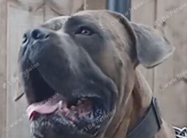 3 Cane corso x extacy bandog pups available