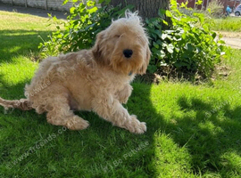 Boris, the cockapoo