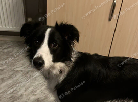 Female collie
