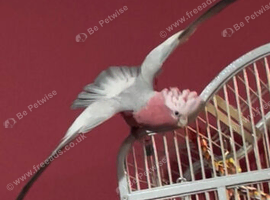 Baby cockatoo tame Glasgow
