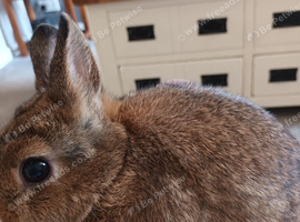 Beautiful  Netherland Dwarf agouti buck