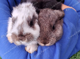 French lop x continental giants