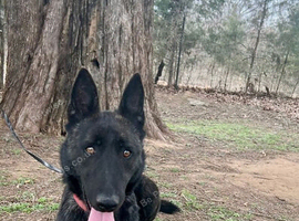 Dutch shepherd