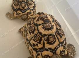 help find foggy and boo
