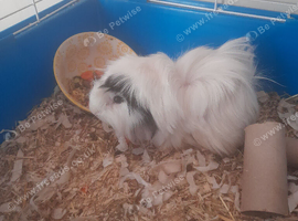Male guinea pig without cage