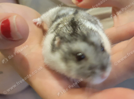 Rosie the dwarf russian hamster