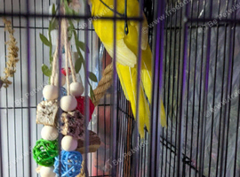 3 male kakarikis