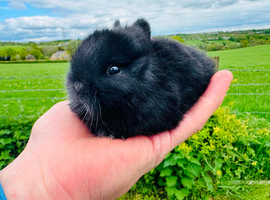 Netherland dwarf rabbits