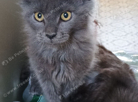 Maine coon kittens