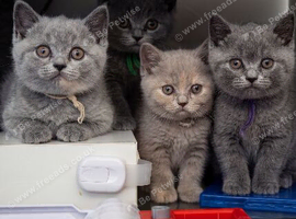 Blue Pedigree British Shorthair Kitten