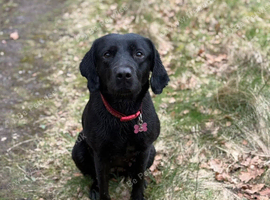 3 year old Female Labrador Retriever Looking for a new home