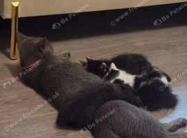 4 fluffy kittens waiting for forever home