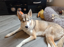 Siberian husky