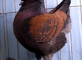 Wanted: Male Modena Pigeon