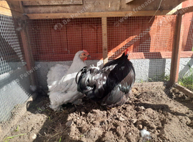 Chiken for sale