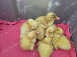 Cherry Valley ducklings available in Sheffield