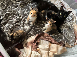 Tortoiseshell kittens