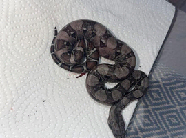 Baby boas