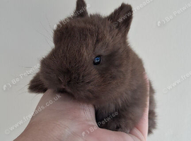 Miniature netherland dwarfs