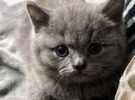 Need collecting today if possible Chunky british short-hair kitten