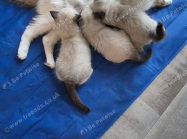 Beautiful ragdoll kittens