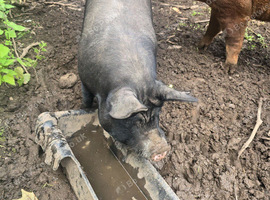 Berkshire Sow in pig 3.5 yrs old