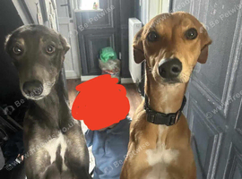 4 year  tanned male