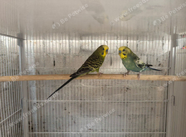 Two budgies looking for new home