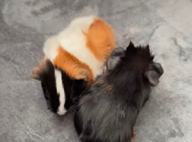 5 weeks old boys