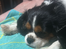 Female cavalier King Charles