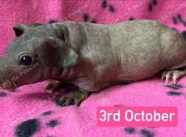 Skinny Pig Sows