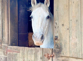 14.1 cob x Arab
