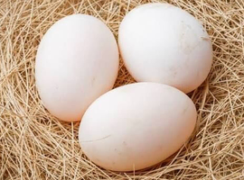 Khaki campbell fertile hatching eggs