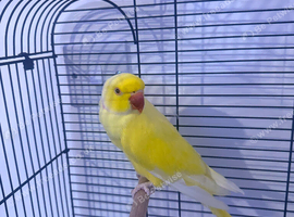 Beautiful rare yellow male Ringneck