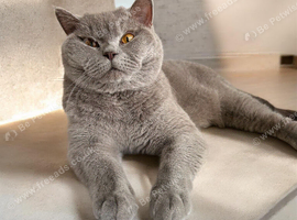 BSH GCCF MALE CAT
