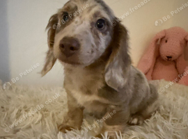 Beautiful Merle Dachshund Puppies Available! ️