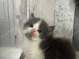 Charming Ragdoll / Turkish Angora Female Kitten Available for Adoption, 6 Weeks Old