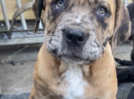 Mastiff pups ready now