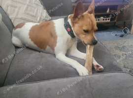 1 year old Jack russell