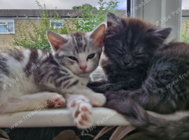 4 x ragdoll x kittens for sale