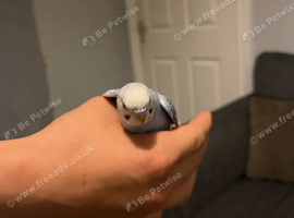 Lovely hand tame budgies