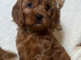 Cavapoo pups ready to leave 20th August